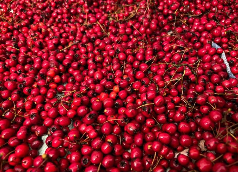 Gherghine de padure, salbatice (fructe de paducel)