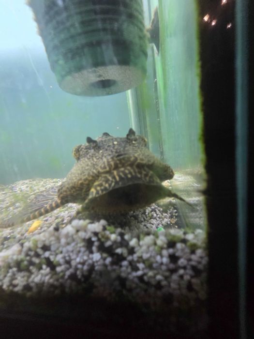Pleco Gibbiceps (adult)