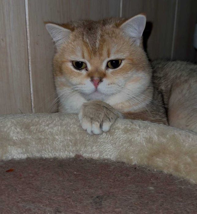 вязка коты шиншиллы