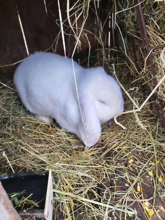 Iepuri berbec german