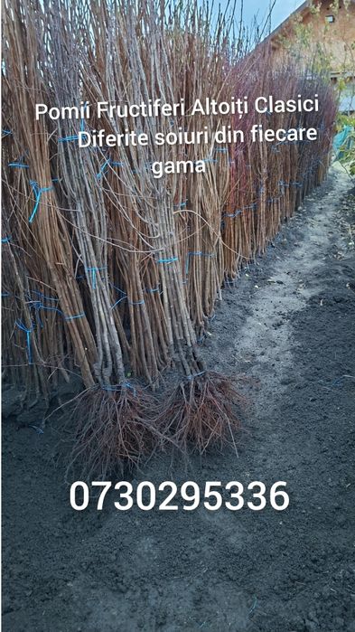 Vând Pomii Fructiferi Columnari anul 3 de vegetație  Certificați