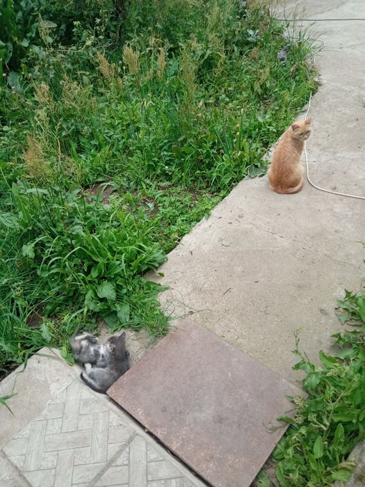 Котята красивые от рыжей кошки