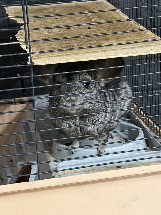 Шиншиллы, мальчик и девочка