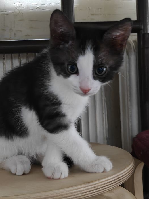Котенок бесплатно