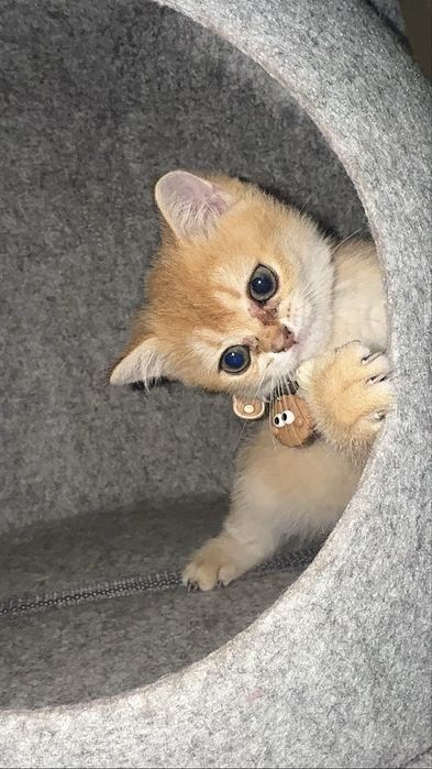 Продаётся очаровательный котёнок