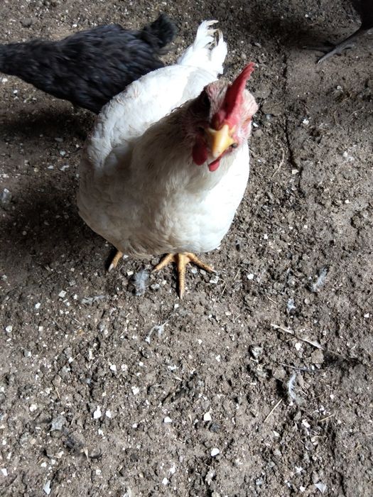 Продам цыплят домашних