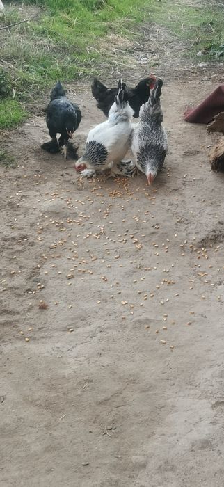 Брамо товуклар сотилади