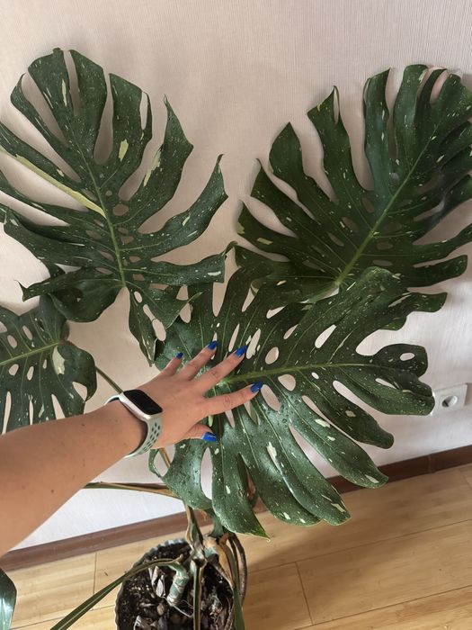 Монстера Тайское созвездие