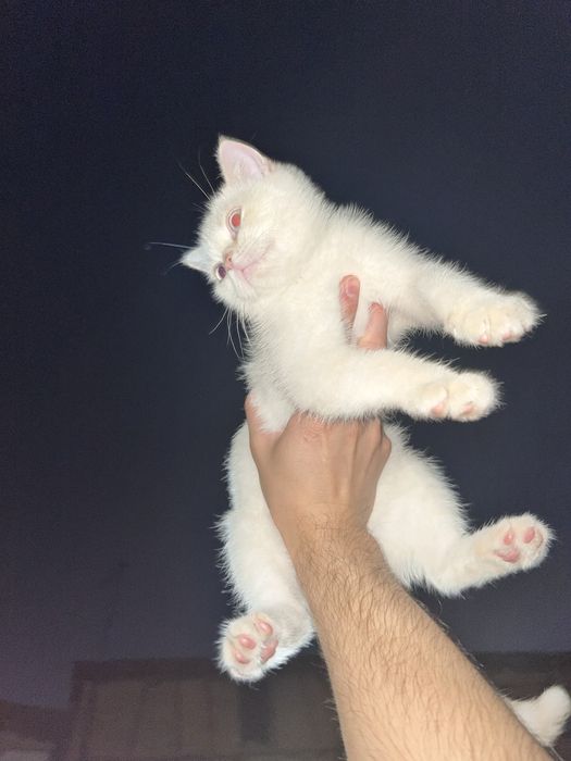 Котенок Scottish straight color point