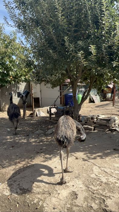 Păsări Emu de vânzare