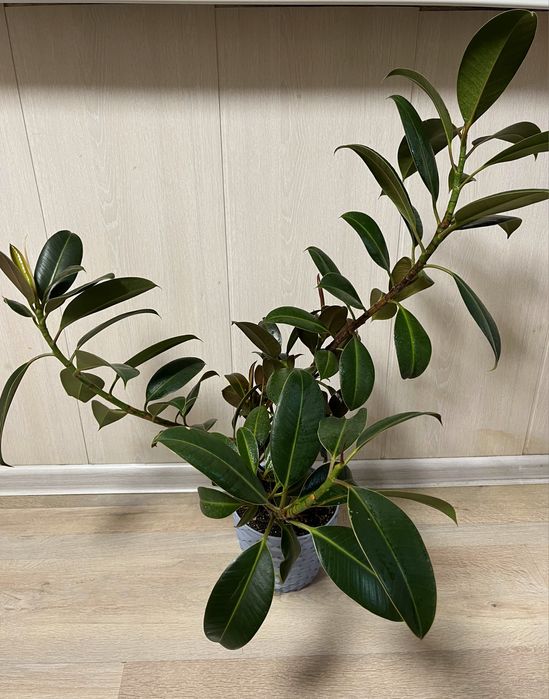 Цветы домашние - Фикус.