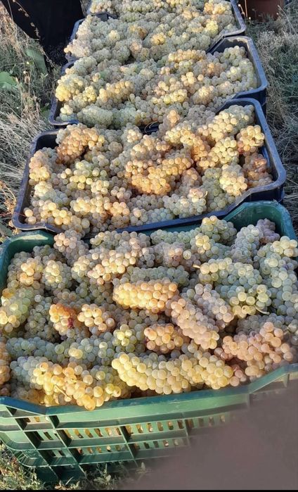 Struguri de vin. Cu transport la domiciliu