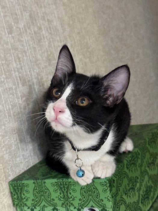 mushuk bor hadyaga yahshi qaredigan insonlarga beriladi