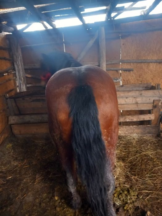 Iapa de vânzare are 3 ani și jumătate