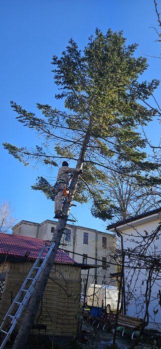 Intervenții non-stop de toaletare copaci cu alpinisti