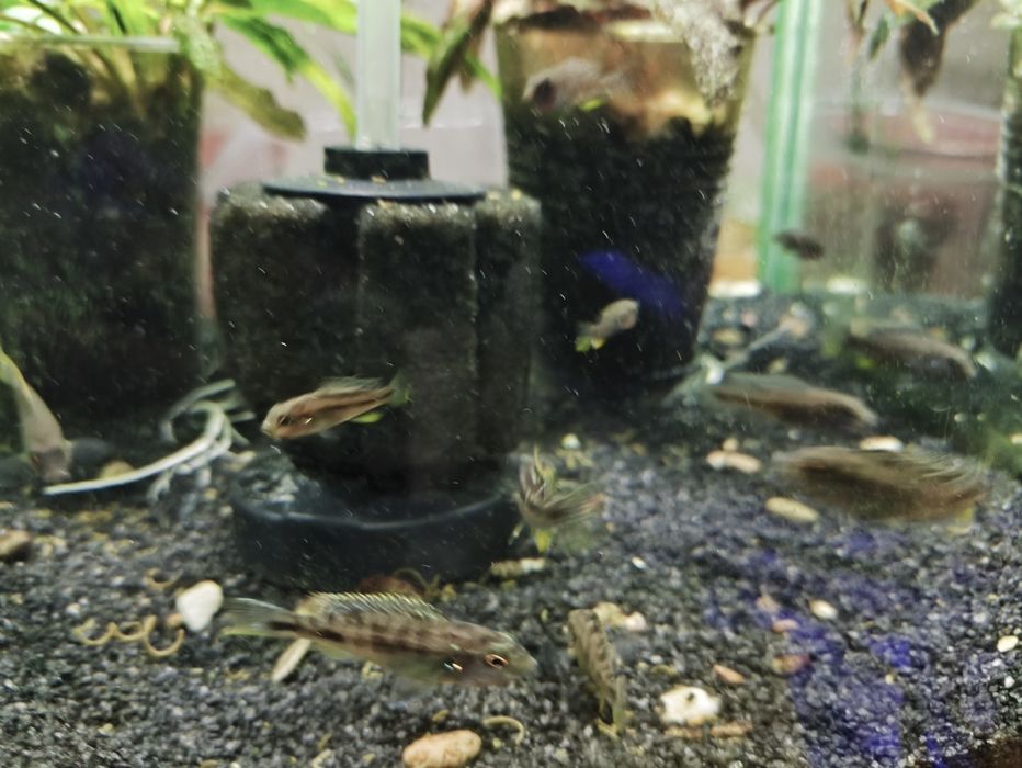 Рыбки аквариумные, цихлиды