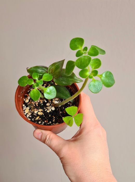 Три растения за все сразу 4500