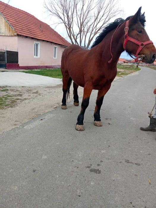 O iapa mare de vanzare are si mănza ardeneza da se vinde separat