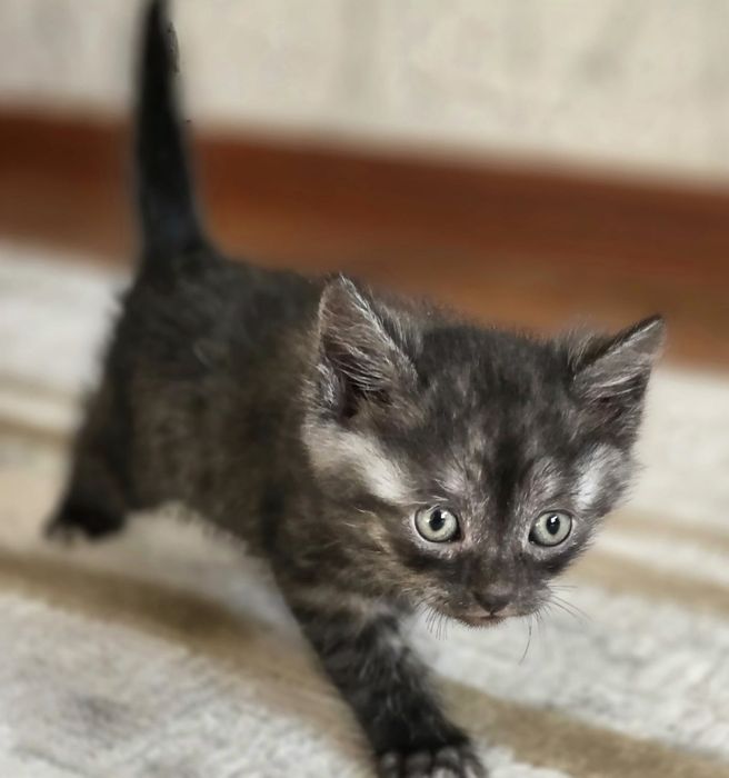 Котята, бесплатно