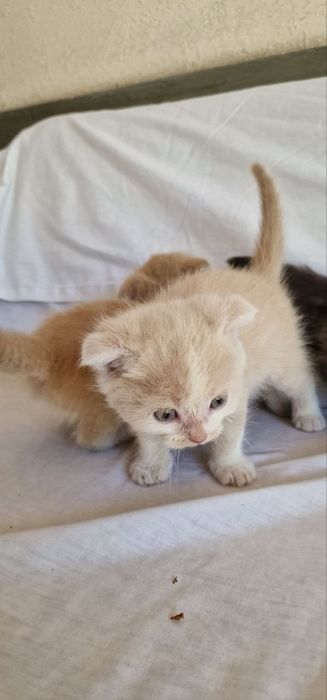 Скотиш фолд шиншилла