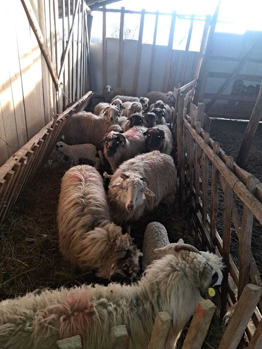 Vând 30 de oi cu tot cu miei