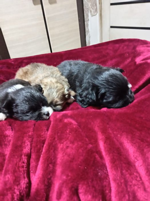 Продам щенков помесь шпиц и бивер