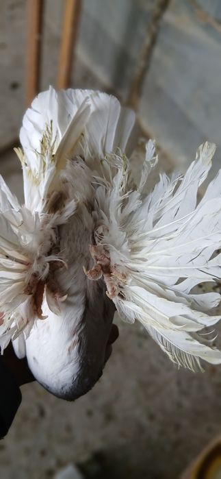 Гульбадам молодой