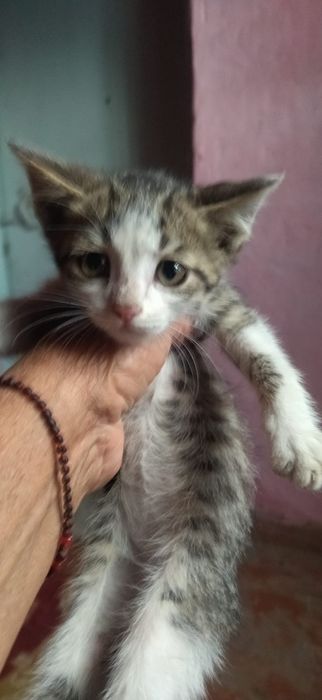 котята бесплатно