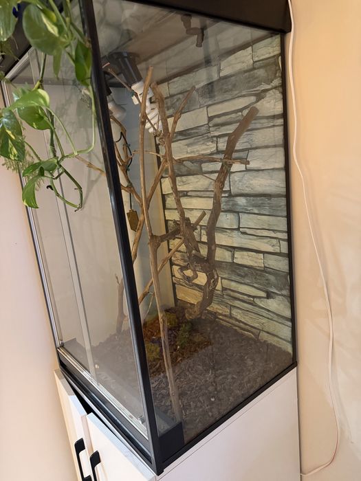 Террариум как новый