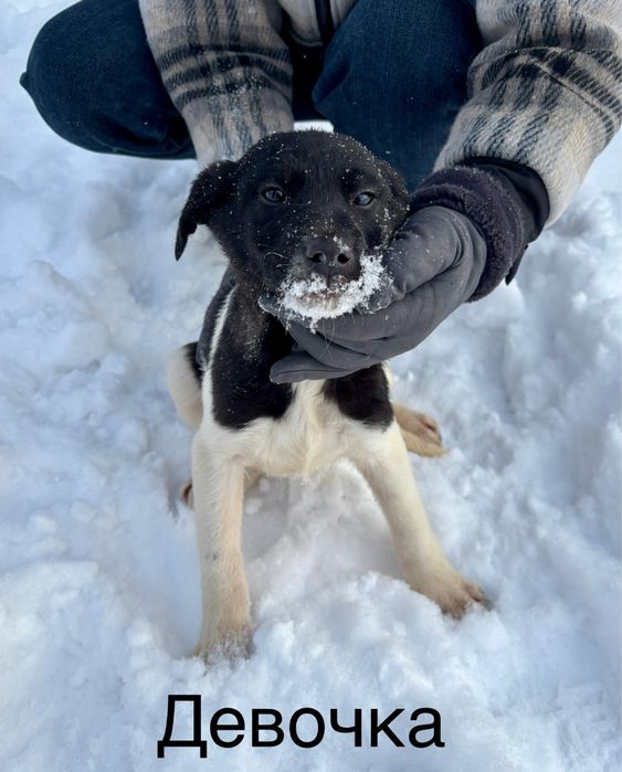 Отдадим щенков в хорошие руки