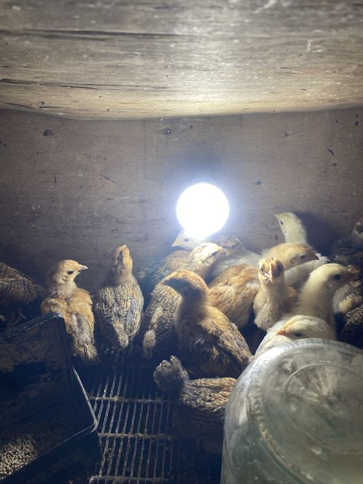 Балапандар кучин адлер