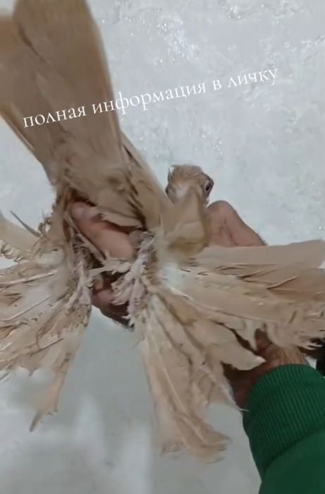 Продам голубей...