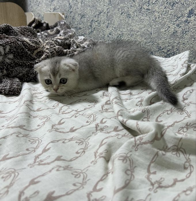 Кот ждет невесту