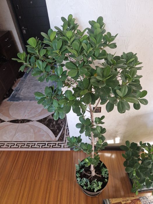 Макломе фикус ,35тыс