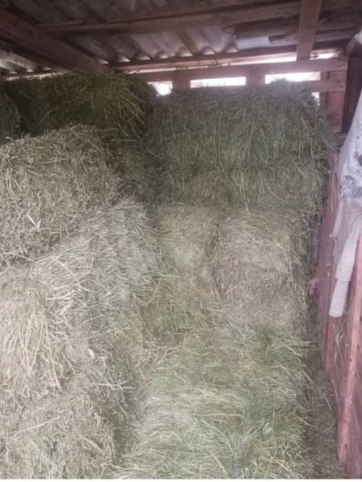 Baloti lucernă – prima coasă – 18 lei/buc Boteni Dambovita