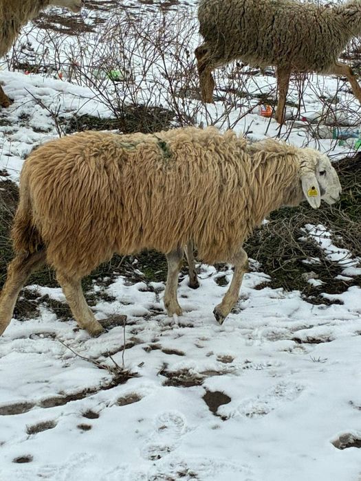 Кой сатылады семь токтылар