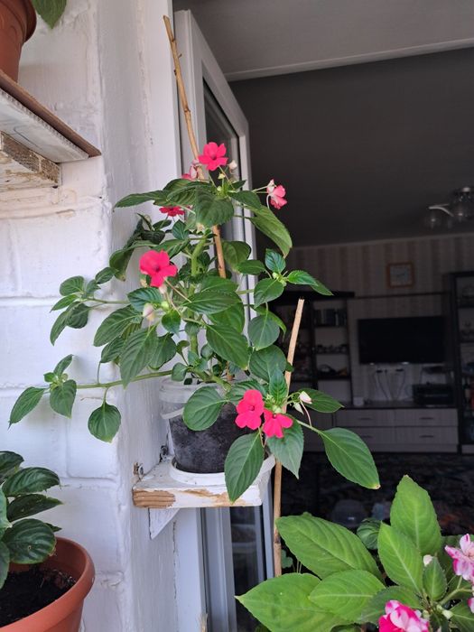 Продам цветы в Коктале