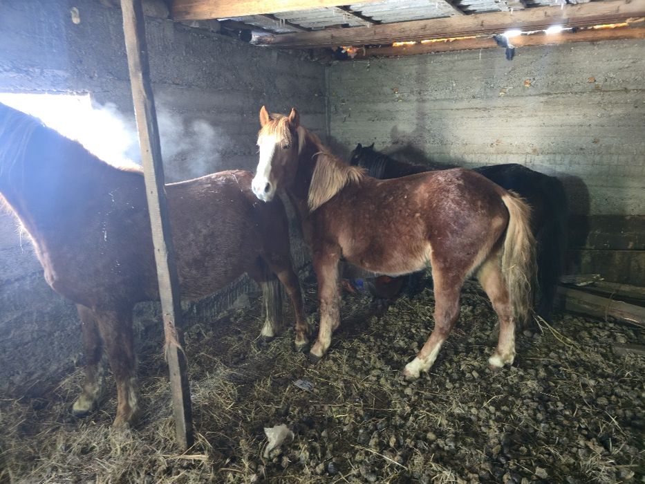 Продам 2 голов кабыл и тай