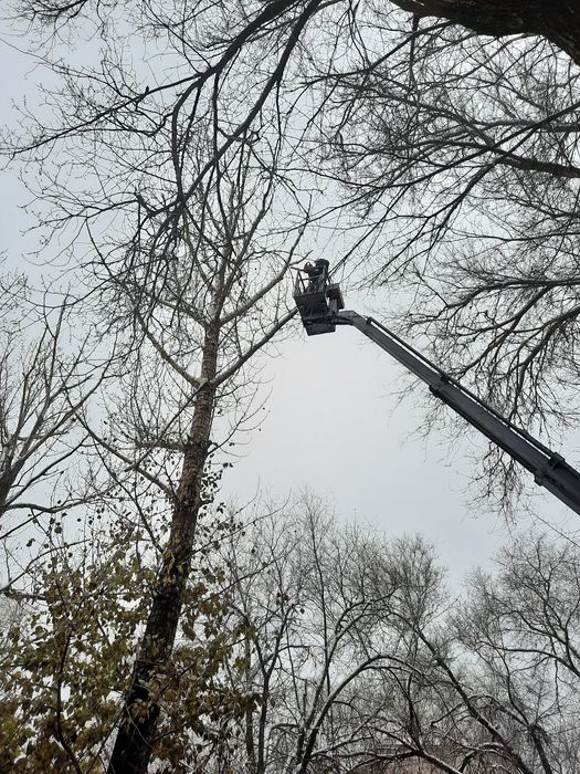 Терек кесемыз, Спил, кронировка деревьев