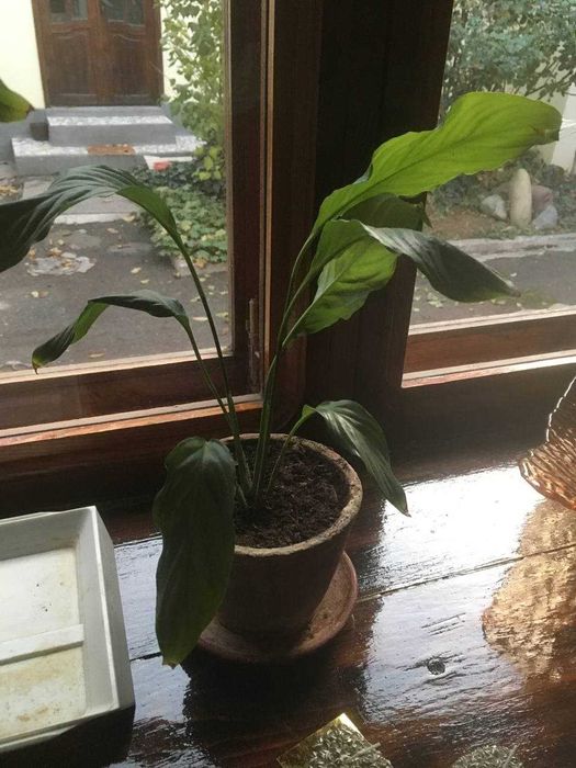 Комнатный цветок "Женское счастье"