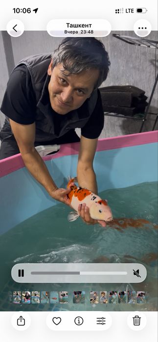 Кои рыба для пруда