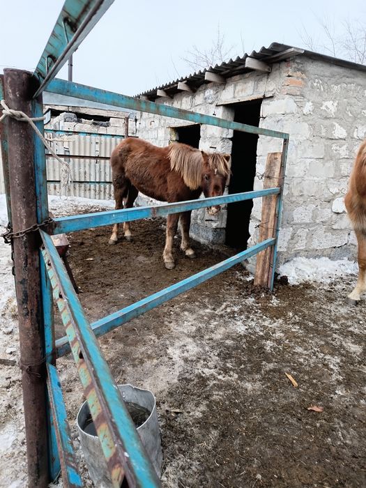 Тайчики жеребчики