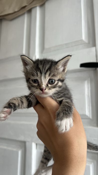 Одтам котят в добрые руки