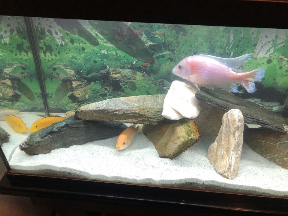 Pesti ciclide africane