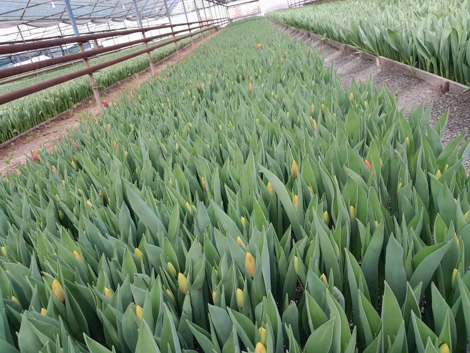 Тюльпаны крупные оптом