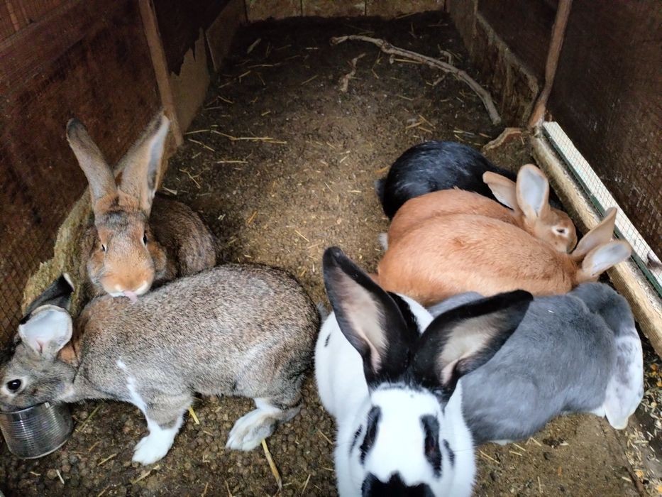 Продам  кроликов.мясо