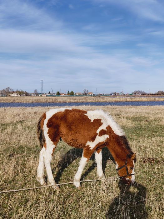 Жабагы , тай ! Обмен