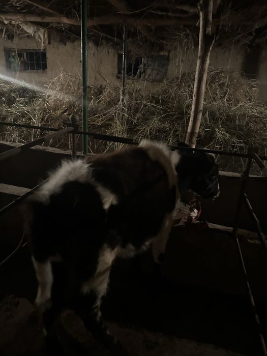 8 oylik mol sotiladi