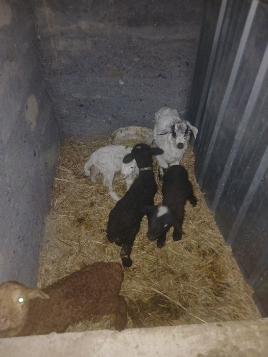 Продам оптом срочно