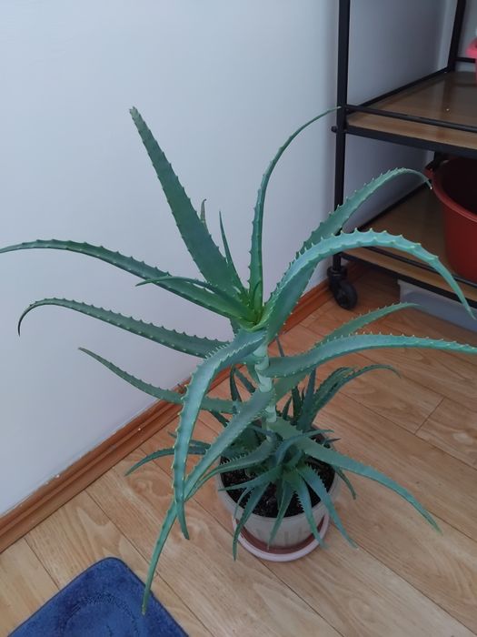 Алоэ столнтник целебный 5 лет.